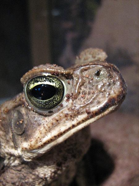 Bufo marinus (Rhinella marina)  Cane Toad14.jpg